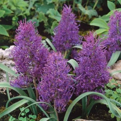 Modrica Plumosum - Muscari comusum - cibuľoviny - 5 ks