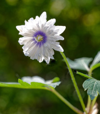 Veternica Blue eyes - Anemone nemorosa - cibuľoviny - 1 ks