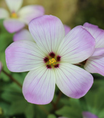 Šťaveľ žľaznatolistý - Oxalis adenophylla - cibuľoviny - 1 ks