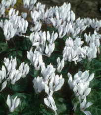 Cyklámen Sowbread - Cyclamen repandum album - cibuľoviny - 1 ks