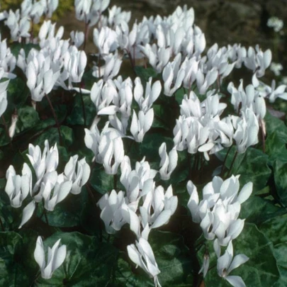 Cyklámen Sowbread - Cyclamen repandum album - cibuľoviny - 1 ks