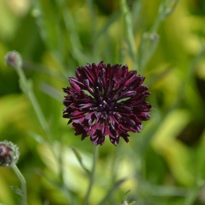 Nevädza čierna - Centaurea cyanus - semená - 50 ks