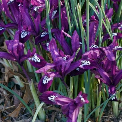 Kosatec sieťkovaný Pauline - Iris reticulata - cibuľoviny - 3 ks