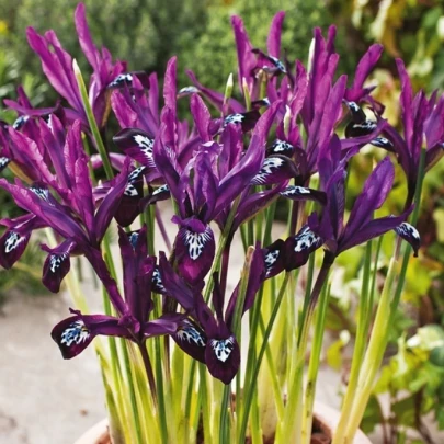 Kosatec sieťkovaný Pauline - Iris reticulata - cibuľoviny - 3 ks