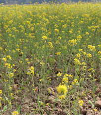 BIO Horčica čierna - Brassica nigra - bio semená - 60 ks