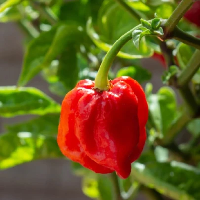 Chilli 7 Pot Douglah Red - Capsicum chinense - semená - 7 ks