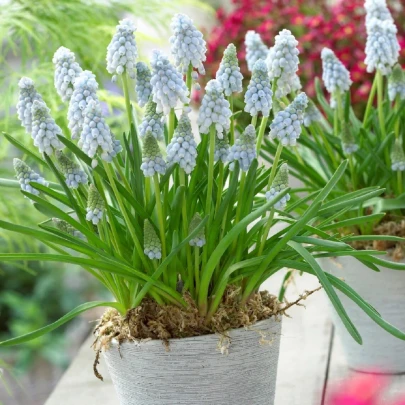 Modrica Valerie Finish - Muscari armeniacum - cibuľoviny - 5 ks