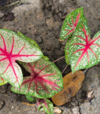 Kaládium Pink Beauty - Caladium bicolor - cibuľoviny - 1 ks