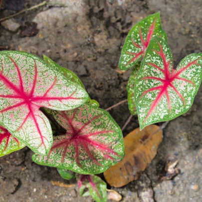 Kaládium Pink Beauty - Caladium bicolor - cibuľoviny - 1 ks