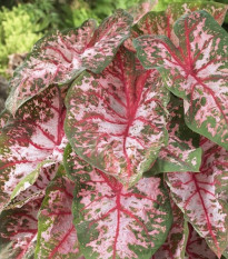 Kaládium Carolyn Whorton - Caladium bicolor - cibuľoviny - 1 ks