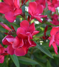 Oleander - Nerium - semená - 10 ks