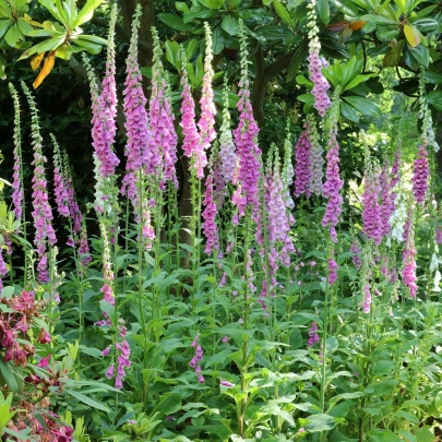 Náprstník fialový - Digitalis purpurea - semená - 400 ks