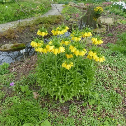 Korunkovka kráľovská Lutea - Fritillaria Imperialis Lutea Maxima - cibuľoviny - 1 ks