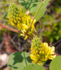 Striebrocist Batandierov - Pineapple broom - Argyrocytisus battandieri - semená - 6 ks