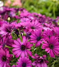 Africká sedmokráska Purple - Osteospermum ecklonis - semená sedmokrásky - 6 ks