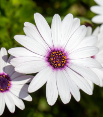 Africká sedmokráska White - Osteospermum ecklonis - semená sedmokráska - 6 ks