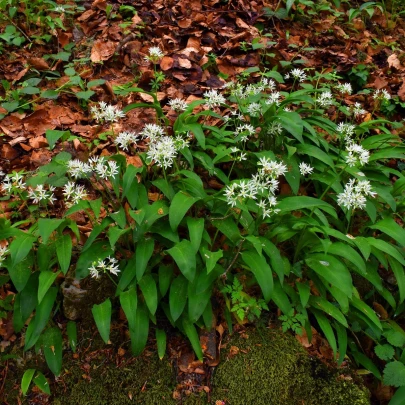 Medvedí cesnak - Allium ursinum - cibuľoviny - 3 ks