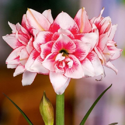 Zornica plnokvetá Elvas - Hippeastrum - cibuľoviny - 1ks