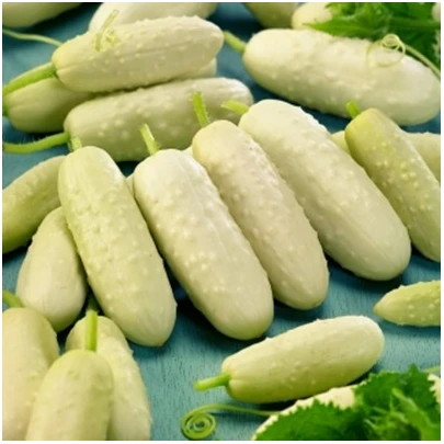 BIO Uhorka poľná White Wonder - Cucumis sativus - bio semená - 10 ks