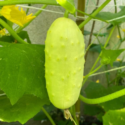 BIO Uhorka poľná White Wonder - Cucumis sativus - bio semená - 10 ks