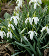 Snežienka podsnežník - Galanthus nivalis - cibuľoviny - 3 ks