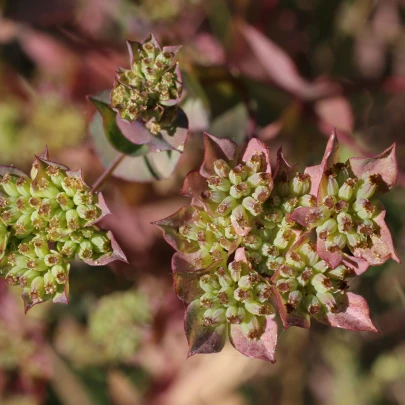 Prerastlík okrúhlolistý - Bupleurum rotundifolium B. griffithii - semená - 60 ks