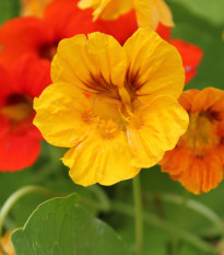 BIO Kapucínka - Tropaeolum majus - bio semená - 10 ks