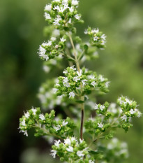 Oregano grécke - Origanum hirtum - semená - 0,03 g