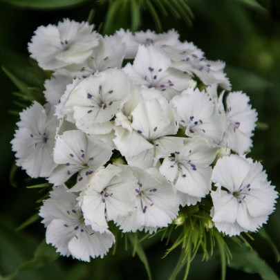 BIO Klinček bradatý Sweet William - Dianthus barbatus - bio semená - 18 ks