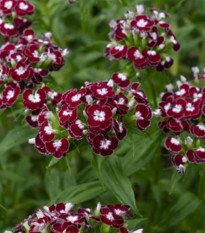 BIO Klinček bradatý Sweet William Chris - Dianthus barbatus - bio semená - 18 ks