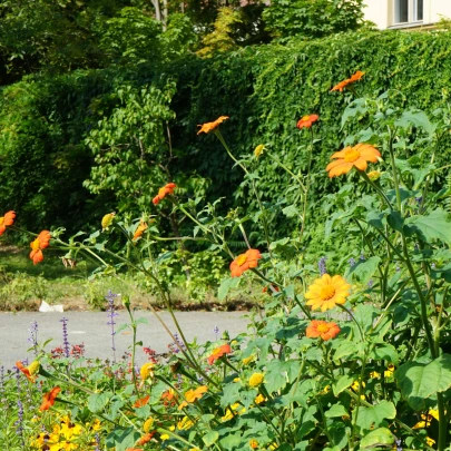 BIO Titónia okrúhlolistá - Tithonia rotundifolia - bio semená - 50 ks