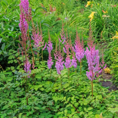 Semená astilba – Astilba čínska fialová – Astilbe chinensis ​