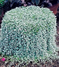 Strieborný dážď Silver Falls - Dichondra emerald - semená - 6 ks