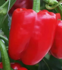 Paprika Beluga Red F1 - Capsicum annuum - semená - 5 ks