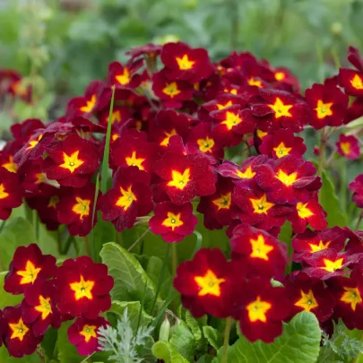 Prvosienka Inara F1 Late Red - Primula elatior - semená - 20 ks