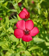 Ľan červený velkokvetý - Linum grandiflorum - semená - 140 ks