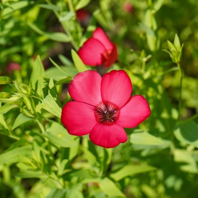 Ľan červený velkokvetý - Linum grandiflorum - semená - 140 ks