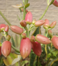 Kolopejka laxiflora - Kalanchoe - semená - 30 ks