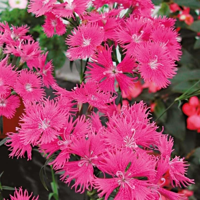 Klinček bradatý Bouquet Purple F1 - Dianthus barbatus - semená - 20 ks