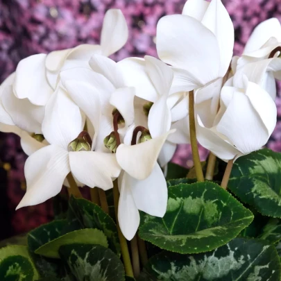 Cyklamén perzský Halios Pure White F1 - Cyclamen persicum - semená cyklámen - 6 ks