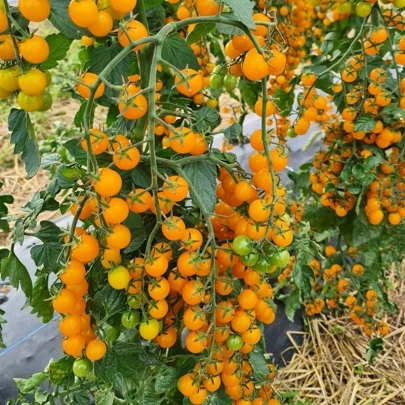 Paradajka Perlino žltá F1 - Solanum lycopersicum - semená - 6 ks