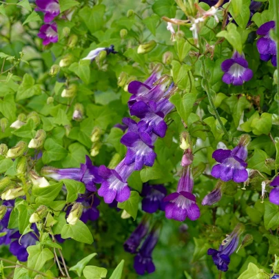 Asarina pnúca Mystic Purple - Asarina scandens - semená - 20 ks