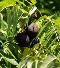 Orech čierny - Juglans nigra - semená - 2 ks