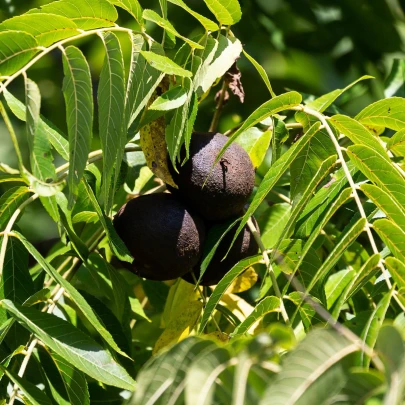 Orech čierny - Juglans nigra - semená - 2 ks