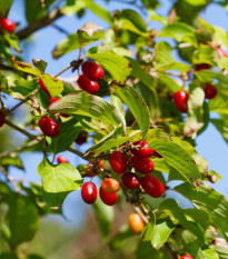 Drieň obyčajný - Cornus mas - semená - 3 ks