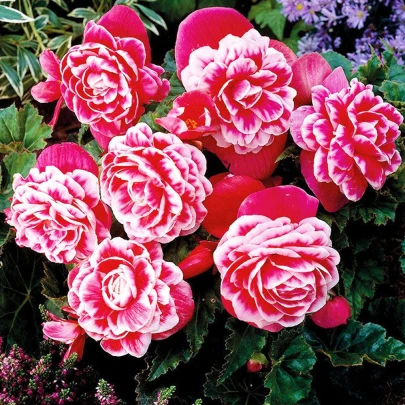 Begónia Camellia - Begonia - cibuľoviny - 2 ks