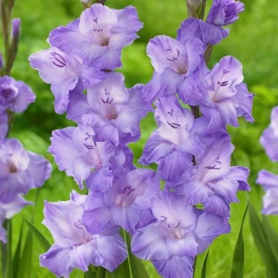 Gladiola Milka - Gladiolus - cibuľoviny - 3 ks