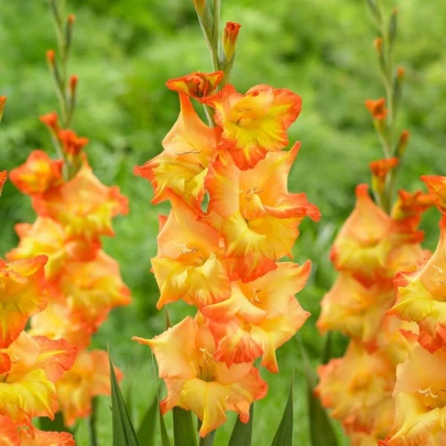 Gladiola Sunshine - Gladiolus - cibuľoviny - 3 ks