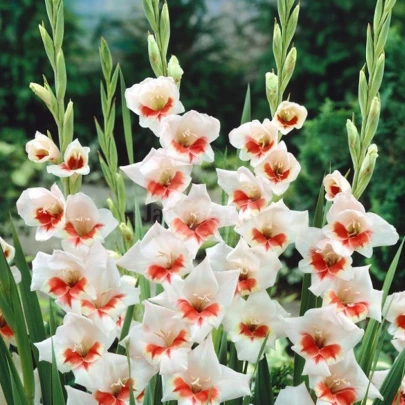 Gladiola Japonica - Gladiolus - cibuľoviny - 3 ks