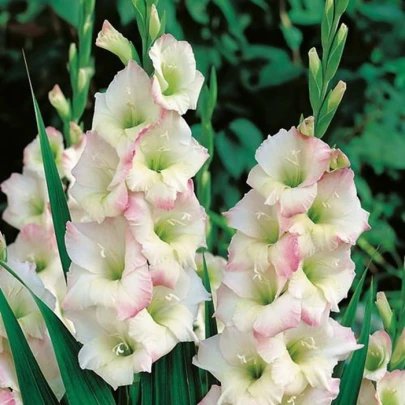 Gladiola Cream Perfection - Gladiolus - cibuľoviny - 3 ks